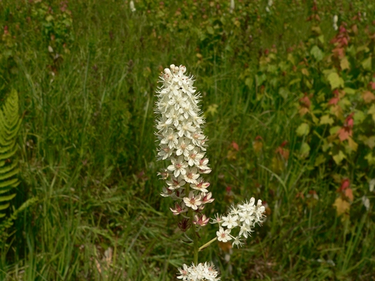 {Stenanthium leimanthoides}